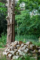 Cedar tree with branches removed and logged for firewood - Open Gardens Day, Bromeswell, Suffolk