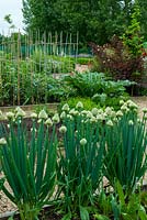 Raised beds of vegetables, including row of Welsh Onions -  Allium fistulosum