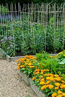 Raised beds of Broad Beans with Alliums and Dahlias with Pot Marigolds