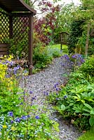 Path of slate chippings through borders of Aquilegias, Forget-Me-Nots and assorted shrubs, winding past sheltered seat towards lawn - Open Gardens Day, Holton St. Mary, Suffolk