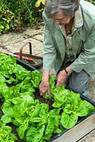 Woman pulling Lettuce 'All the Year Round' from salad bed