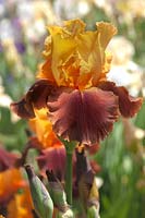 Tall Bearded Iris 'Torero' 