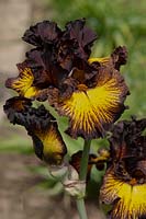 Tall bearded Iris 'Tuscan Summer' 
