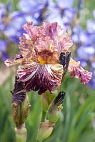 Tall bearded Iris 'Bewilderbeast' 