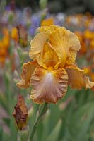 Tall bearded Iris 'Montego Bay' 