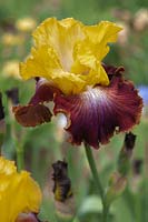 Tall bearded Iris 'Darcy's Choice' 