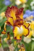 Tall bearded Iris 'Showcase' 