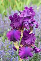 Tall bearded Iris 'Sultry Mood'