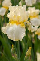 Tall bearded Iris 'Dancing Sunbeam' 