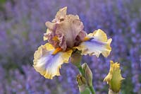 Tall Bearded Iris 'Karibik' 