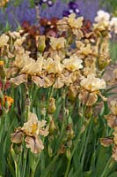 Tall bearded Iris 'Thornbird' in flower bed en-masse, 