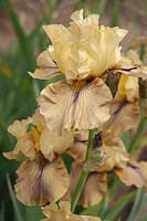 Tall bearded Iris 'Thornbird' 