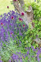 Combination of Lavandula - Lavender - and Allium sphaerocephalon - Drumstick Allium