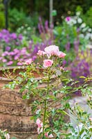 Rosa - Patio Rose - flower stem in front of empty urn 