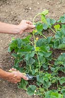 Using garden secateurs to reduce the number and length of runners of Cucumis melo - Melon - plant to help melon fruit development