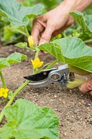 Using garden secateurs to reduce the number and length of runners of Cucumis melo - Melon - plant to help melon fruit development