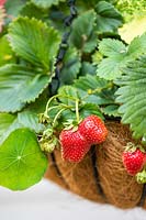 Hanging baskets with ripe strawberries
