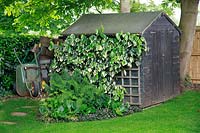 Ivy clad garden shed 