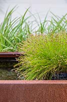 Juncus effusus growing in pot placed in water feature made from corten steel