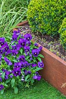 Purple Viola  planted to soften edge between corten steel planter and lawn