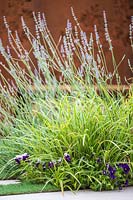 Border with Viola, Carex 'Ice Dance' and Lavandula - Lavender