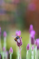 Bombus - Bumblebee on Lavandula - French Lavender 