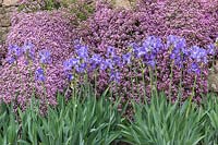 Iris barbata and Saponaria ocymoides - bearded iris and rock soapwort, May