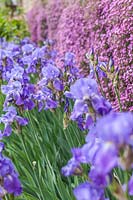 Iris barbata and Saponaria ocymoides - bearded iris and rock soapwort - May