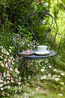 Garden chair with book and tea cup amids romantic planting of Erigeron karvinskianus and Nasella tenuissima in May