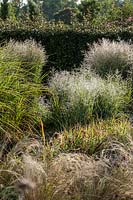Grass border with Panicum virgatum, Nasella tenuissima and Miscanthus sinensis