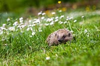 Erinaceinae - Hedgehog on wildflower lawn in April