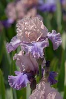Iris 'Sotto Voce' - Tall bearded iris 