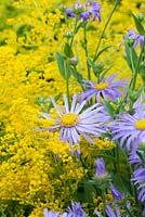 Aster x frikartii 'Monch' and Solidago 'Goldenmosa' - Aster 'Monch' and Goldenrod 'Goldenmosa'