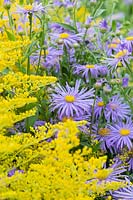 Aster x frikartii 'Monch' and Solidago 'Goldenmosa' - Aster 'Monch' and Goldenrod 'Goldenmosa'