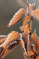 Carpinus betulus - European hornbeam  brown crispy leaves in a January hoar frost.