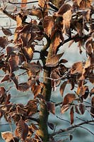 Carpinus betulus - European hornbeam part of bark with brown crispy leaves in a January hoar frost.