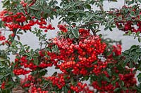 Pyracantha Firethorn hedge - Pyracantha coccinea 'Red Column' red berries in a hoar frost.