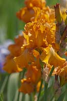 Tall bearded Iris 'Saffron Robe' 