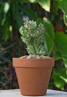 A Coral Cactus, with wavy, distorted leaves with pale green marking and maroon edges in a terracotta pot.