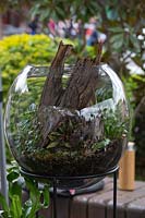 An open  terrarium planted with indoor plants and a piece of rustic timber.