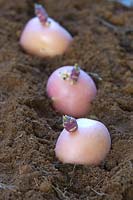 Chitted 'Blushing Beauty' seed potatoes 