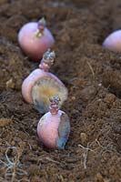 Cut and dried chitted 'Blushing Beauty' seed potatoes planted in a furrow in prepared soil.