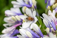 Agapanthus with bee
