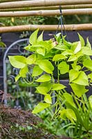 Epiprenum 'Neon' - trailing houseplant hanging outside for Summer
