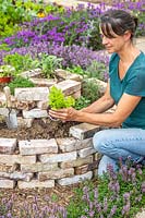 Woman planting an Origanum plant into herb spiral