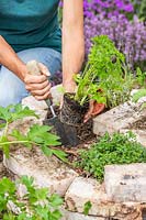Woman planting a potted Parsley plant into herb spiral