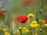 Sew a wild flower mix in a corner of the garden - Poppy, corn marigold