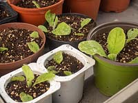 Prick out seedlings of Nicotiana into individual pots.  Young plantlets - recycling - reuse yogurt pots 