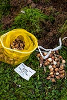 Step by step How to plant a snowdrop heart - Bag of bulbs ready to plant