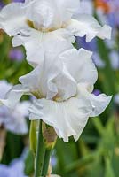 Iris 'Buckden Pike'  - English Iris Company